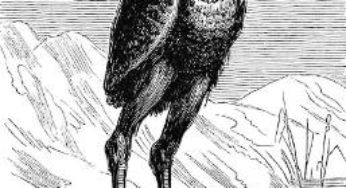 Bestiário: Stolas, ossos de vidro